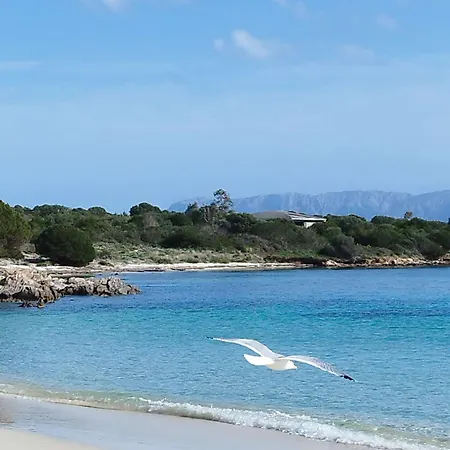 In The Area Of * Olbia