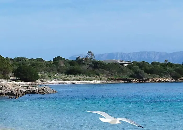 In The Area Of * Olbia